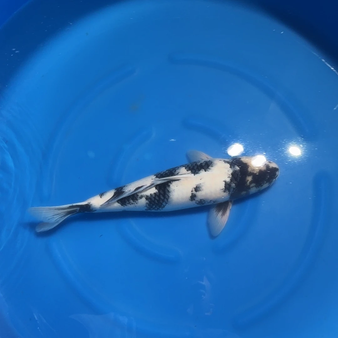 锦鲤白写专拍链接