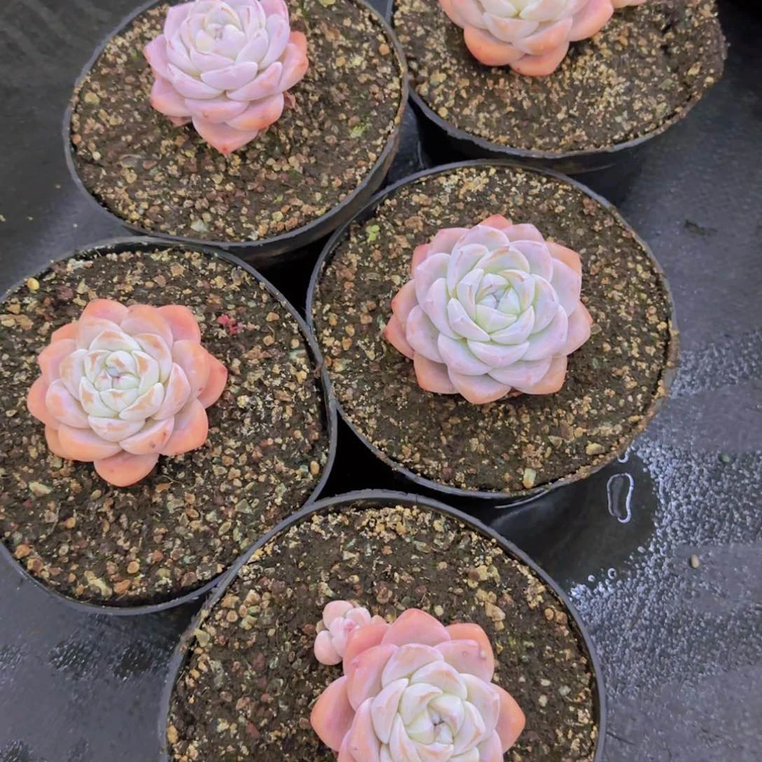 奶油冰玉老桩666666