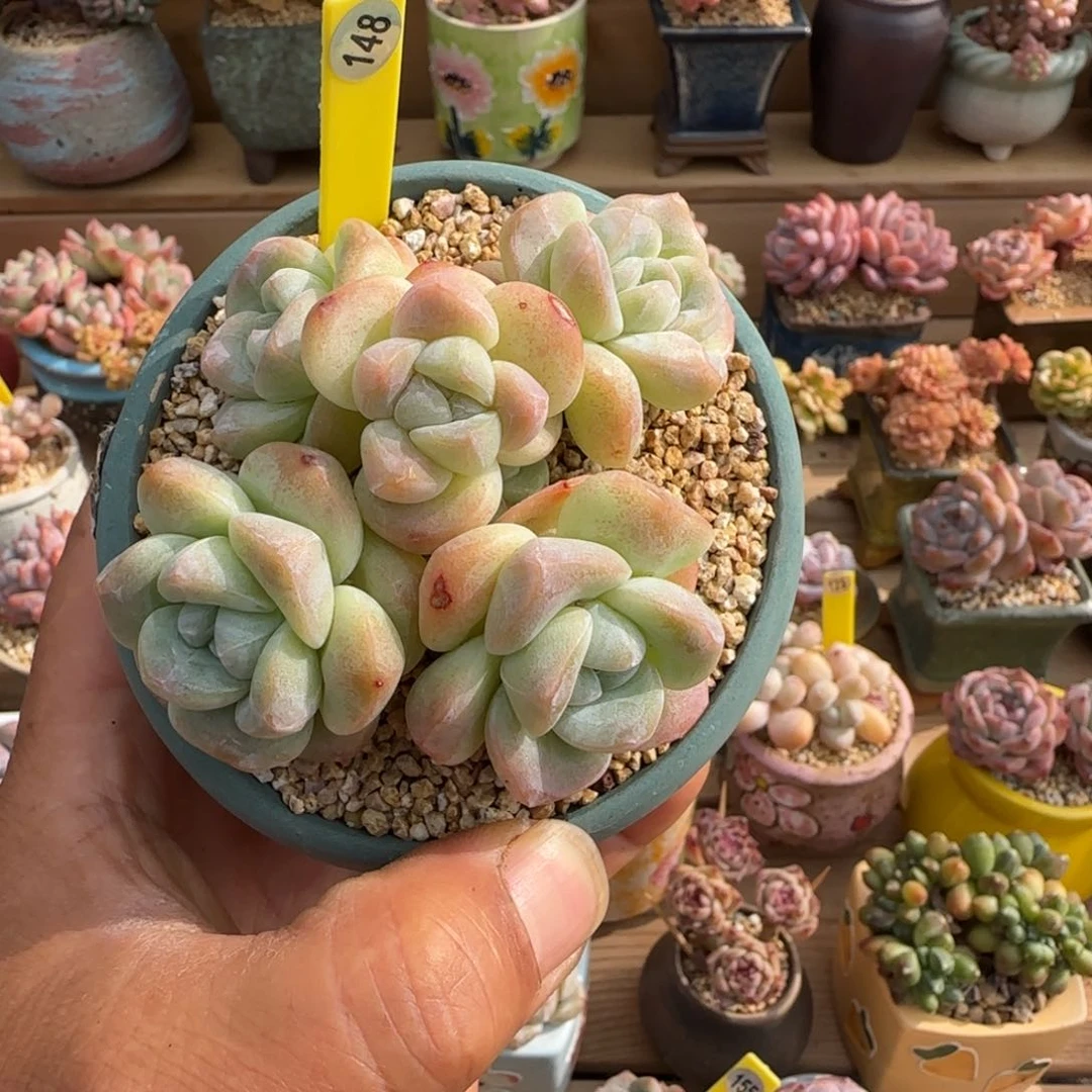 148冰玉老桩无砍00000