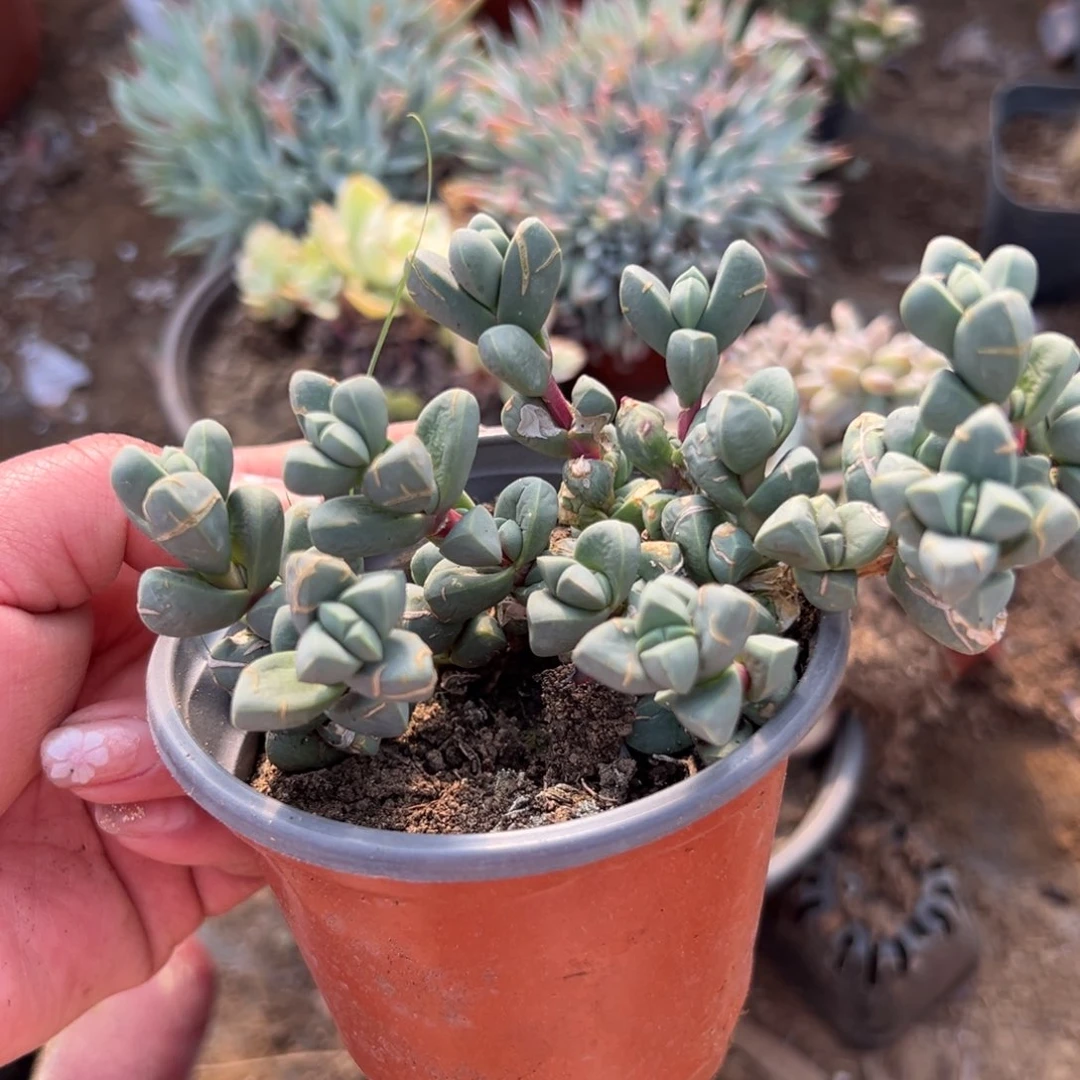 多肉植物多肉植物