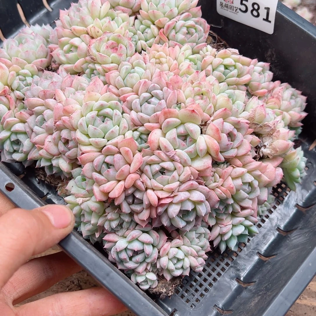 多肉植物多肉植物