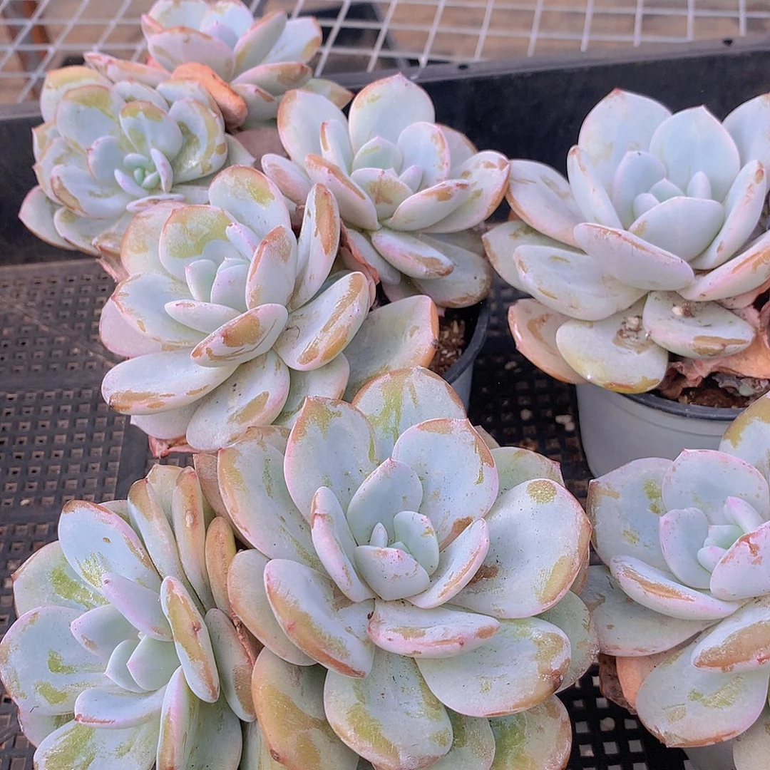 双头韩奶茶356789990000