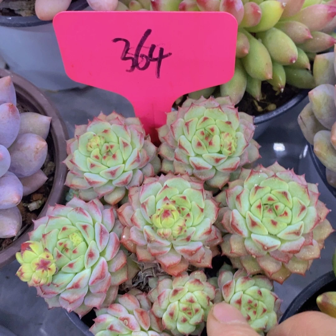 多肉植物，一物一拍，第5场