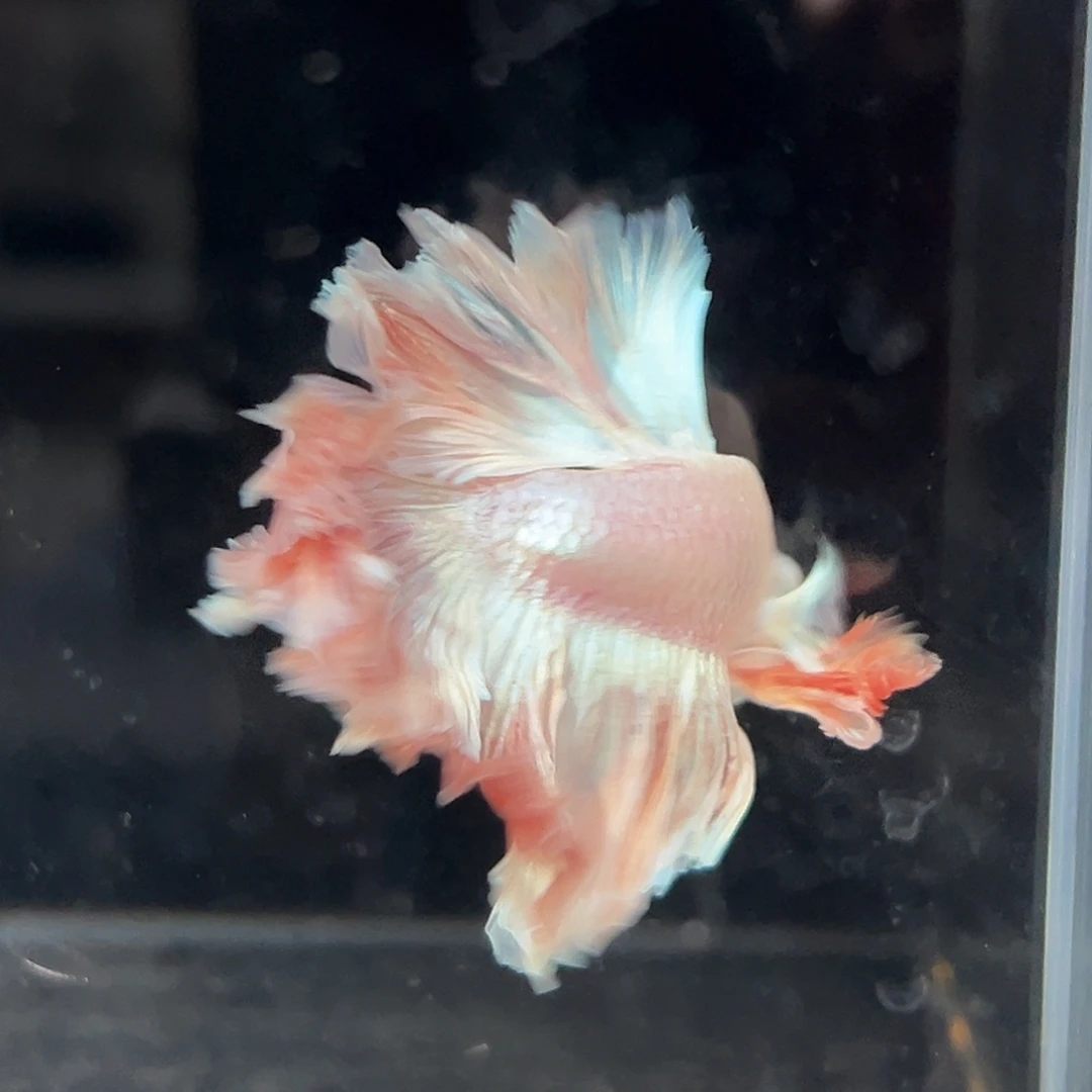 斗鱼9号水蜜桃色绣球