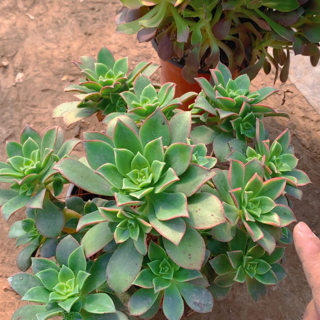 艳日辉老桩多肉量拍