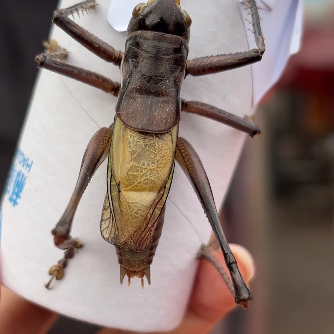 河***）蝈蝈蝈蝈福福价格