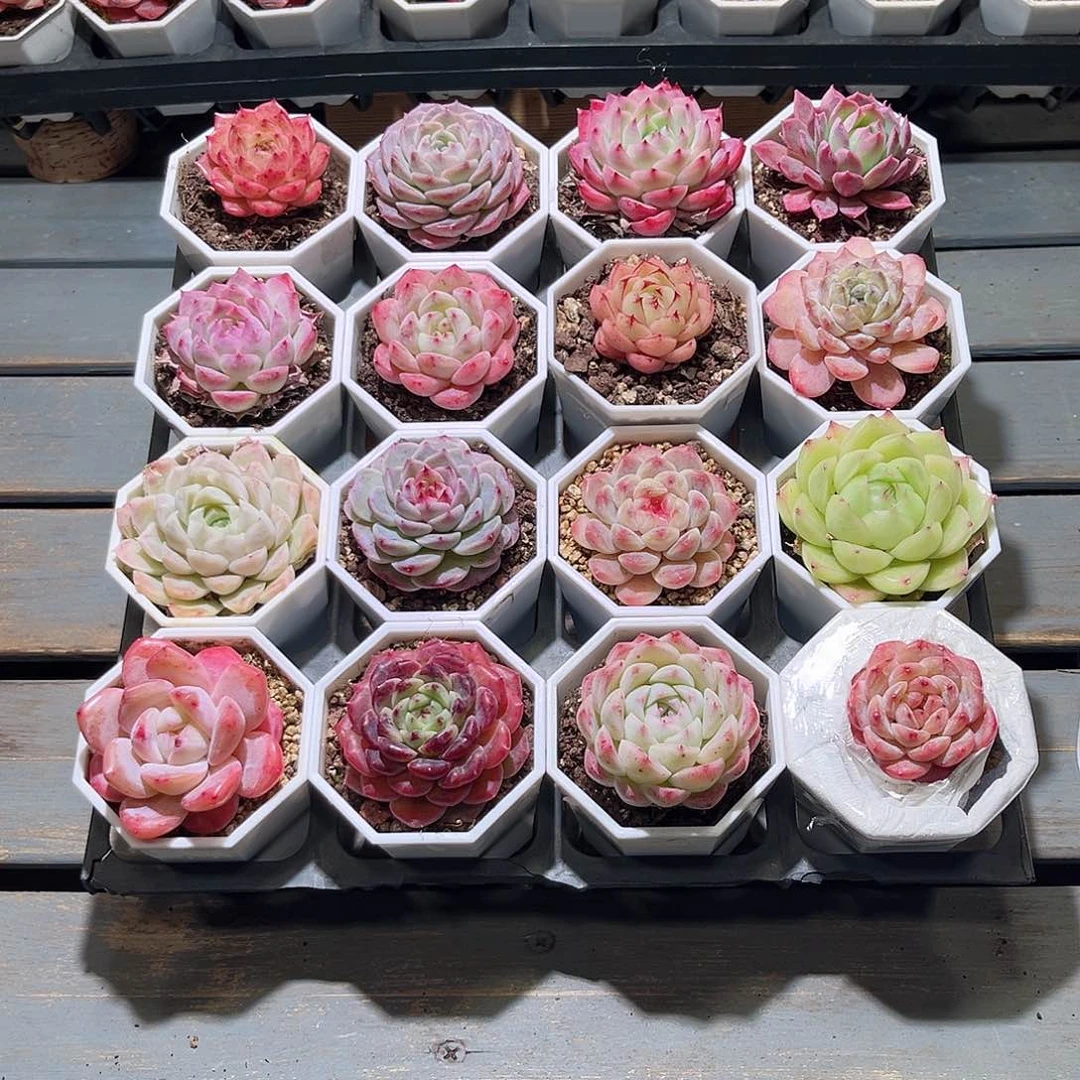 木16颗24.9 7cm口径白八角盆含盆含土量拍随机发货