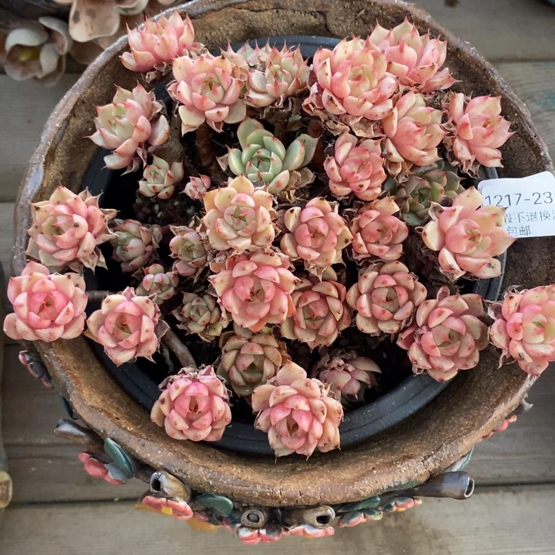 235号多肉群小可爱