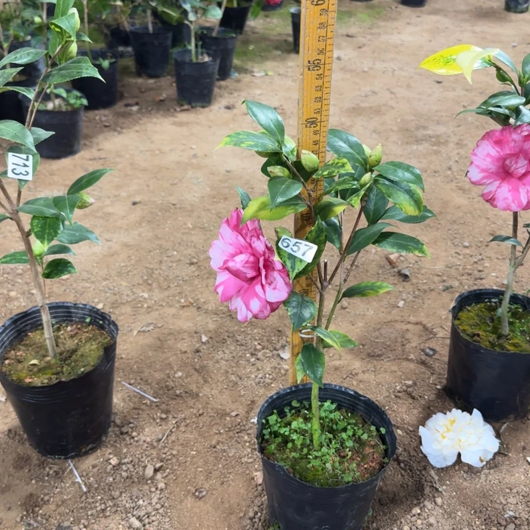 少量花朵（建议范围：2朵-5朵 或40%以下）657斑林修