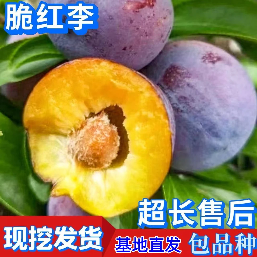 李子树苗新品种南北方种植盆栽地栽嫁接耐寒脆红李子树苗当年结果