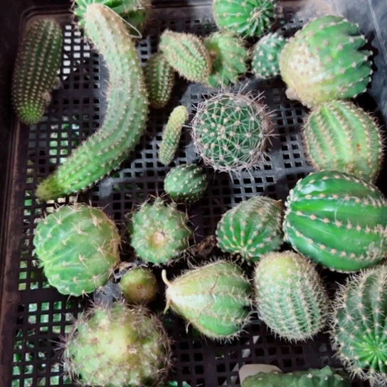 下67框拍伤歪斑小无根侧芽无售后