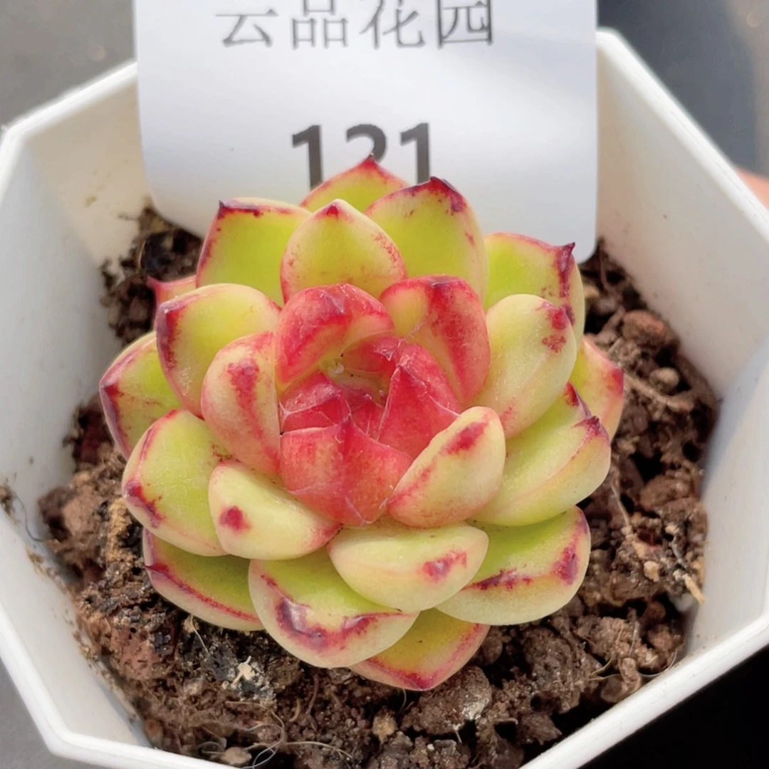 121号糖心冰心珍妮 