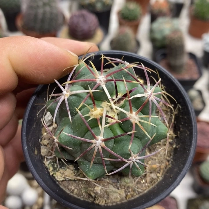 实生大红鹰特价福利