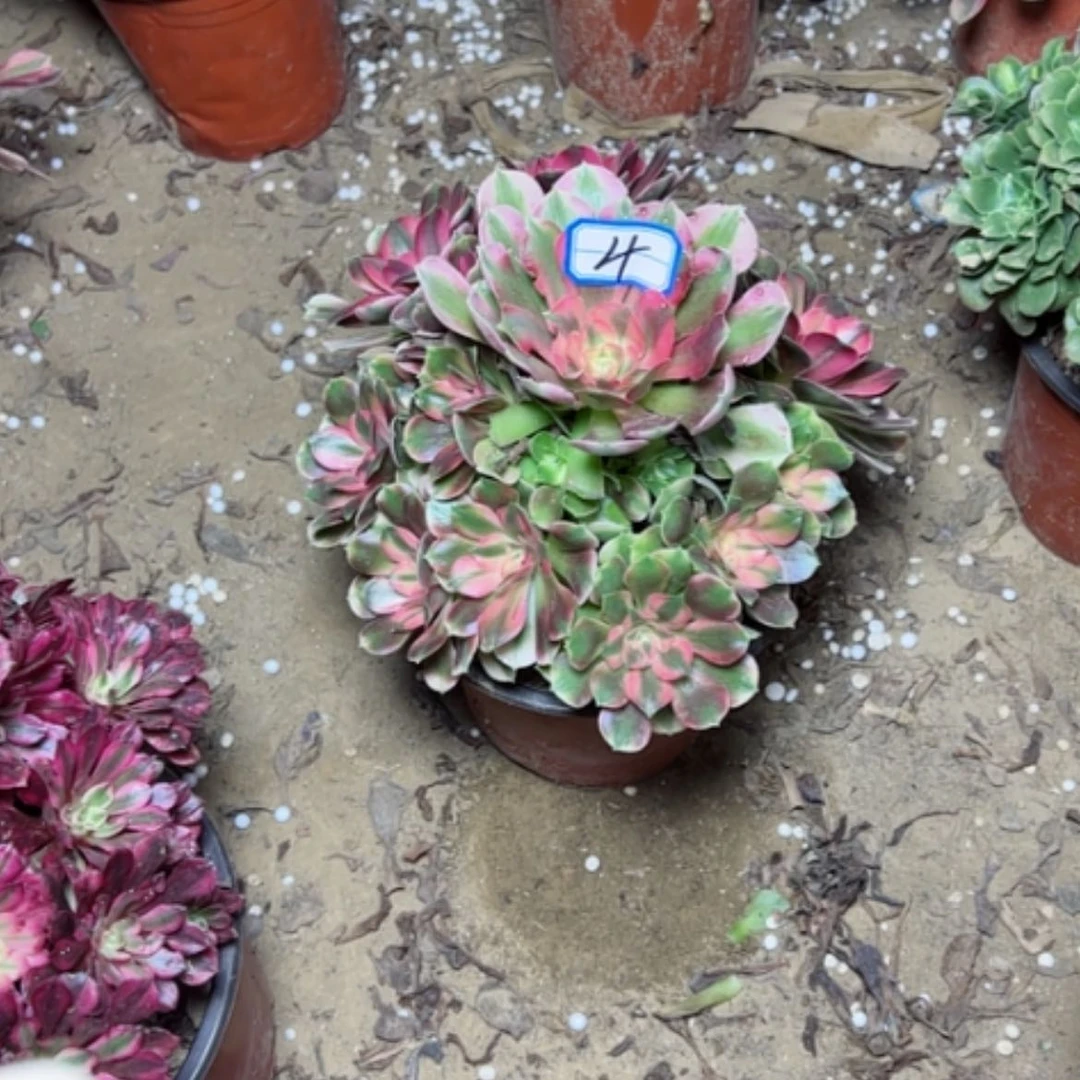 【闪购商品】香飞4