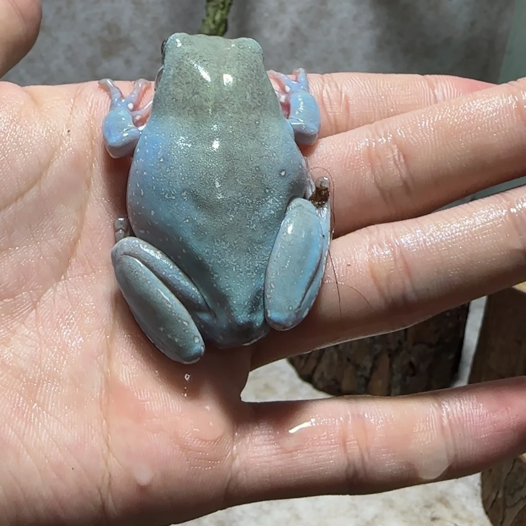 老爷树蛙20 通体金