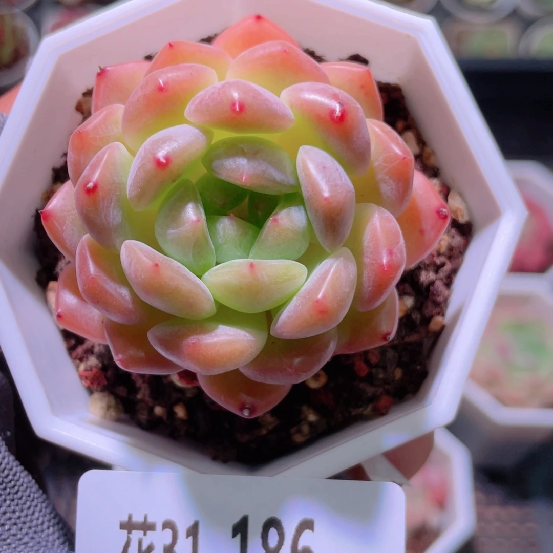 花利美31-186精选糖心