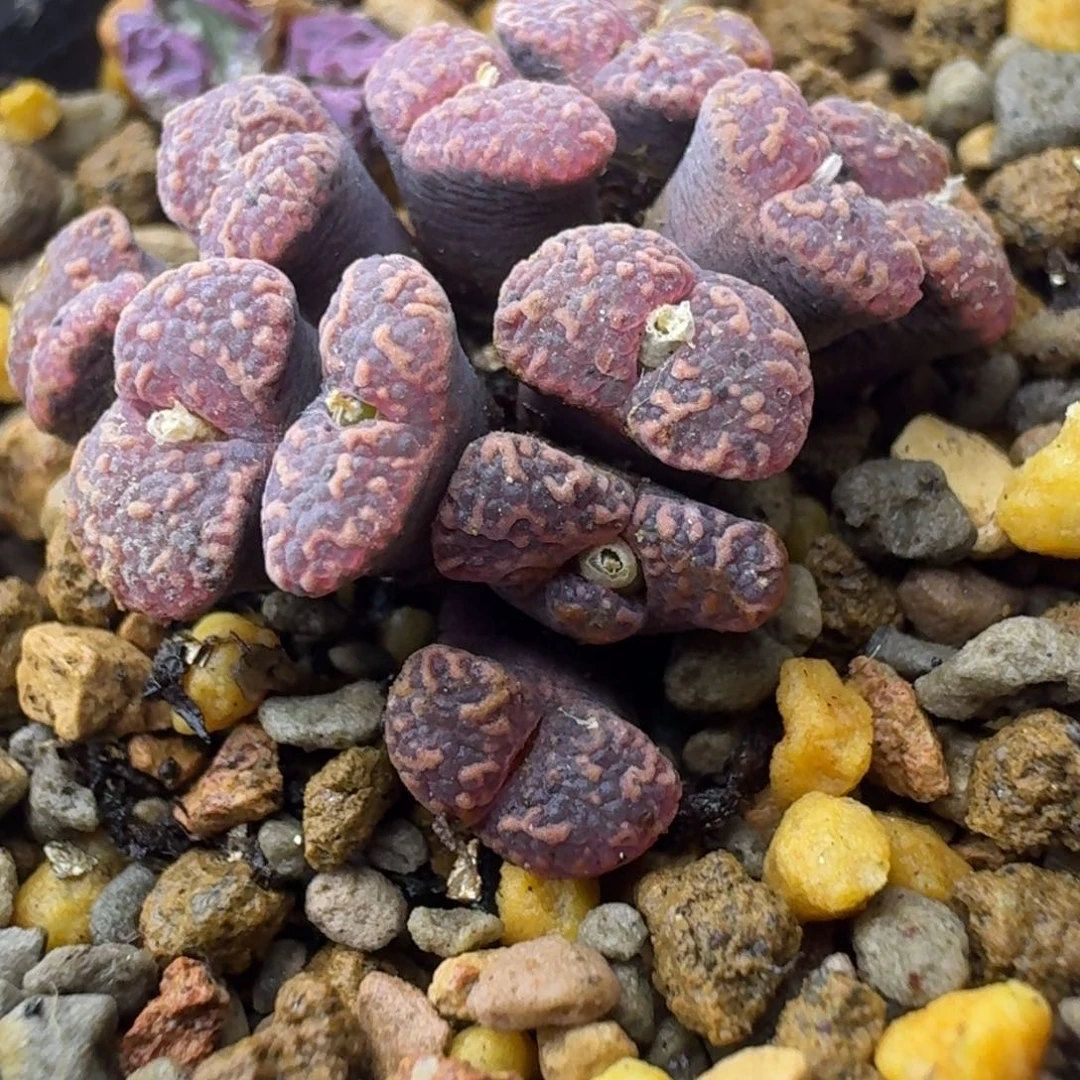 68号泡泡勋章群一物一拍