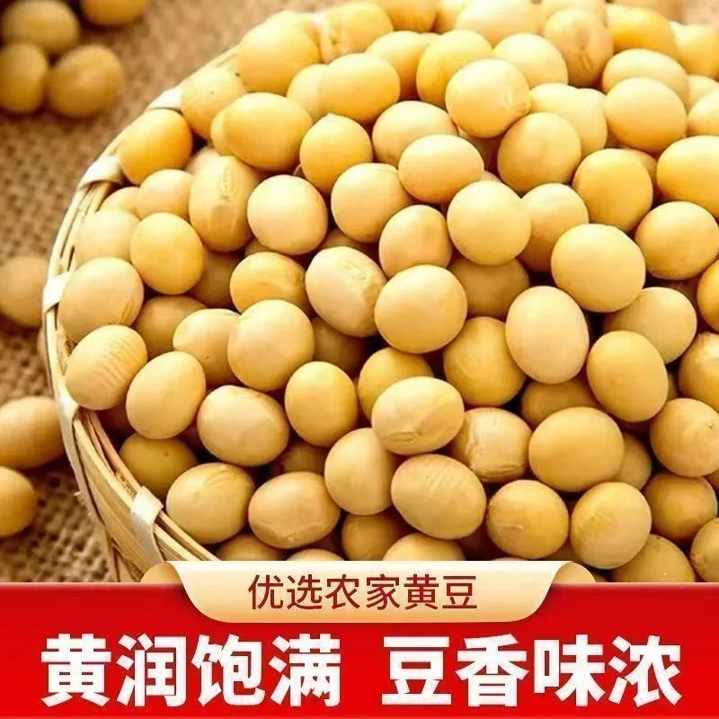 河南农家自种新黄豆非转基因打豆浆当季新鲜杂粮豆腐脑生豆芽豆子