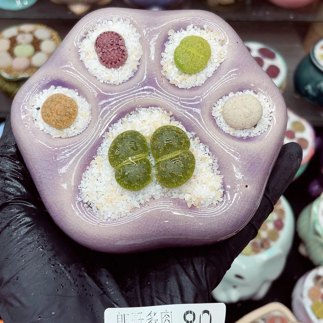 生石花满18包邮0711-80