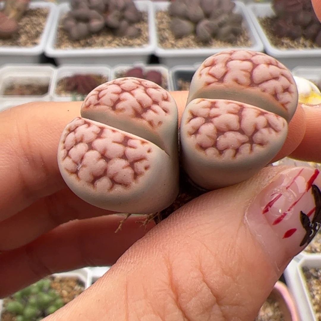 0124号 红脑花多肉植物