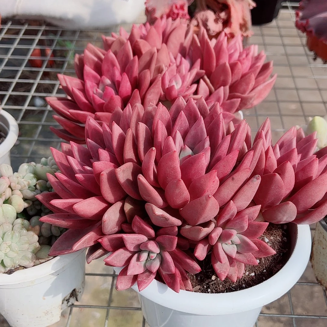 桃花源三大头起发超级大