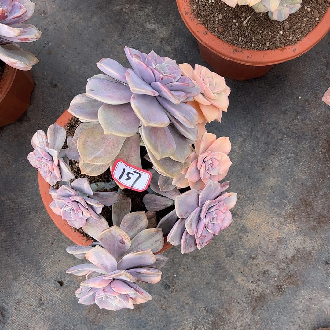 157号紫乐锦，一物一拍