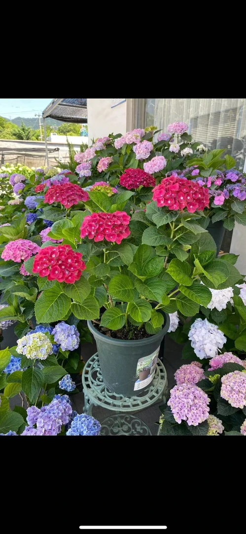 【砂镜小姐】紫粉红色大花多季节新老枝室内室外庭院新手耐寒耐热