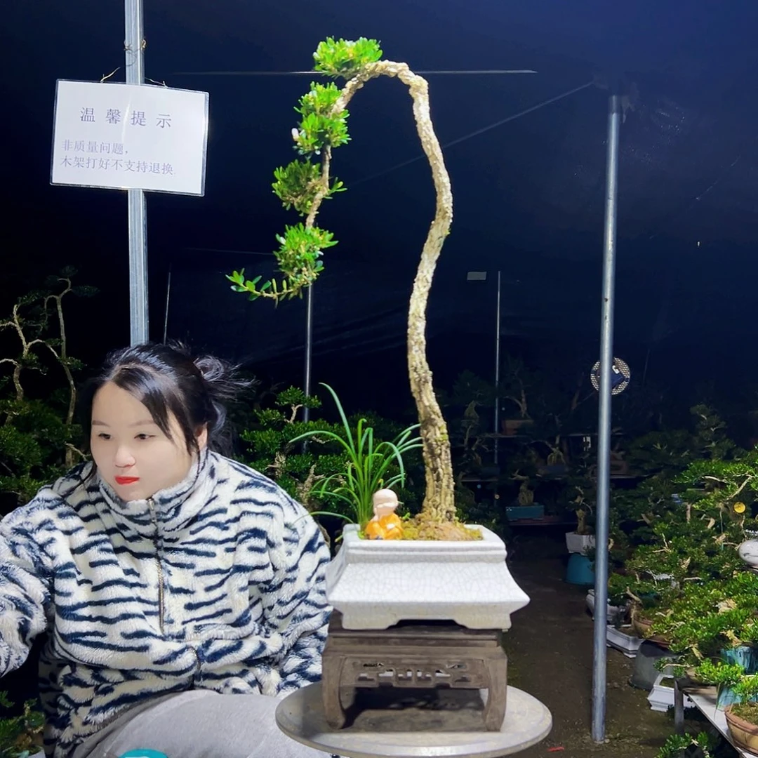 钢***大无花朵黄杨木