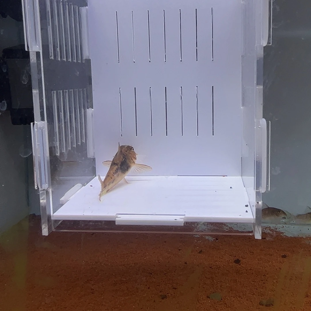 鼠鱼巴西沙牢里一条