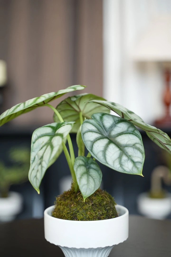 【白犀牛】盆栽银绿革叶纹理清晰室内自然高级感