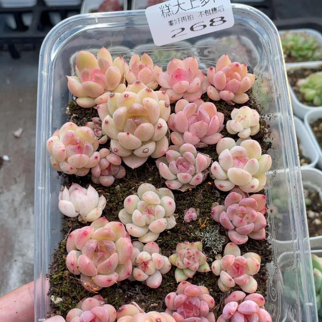 云糖心多肉植物268