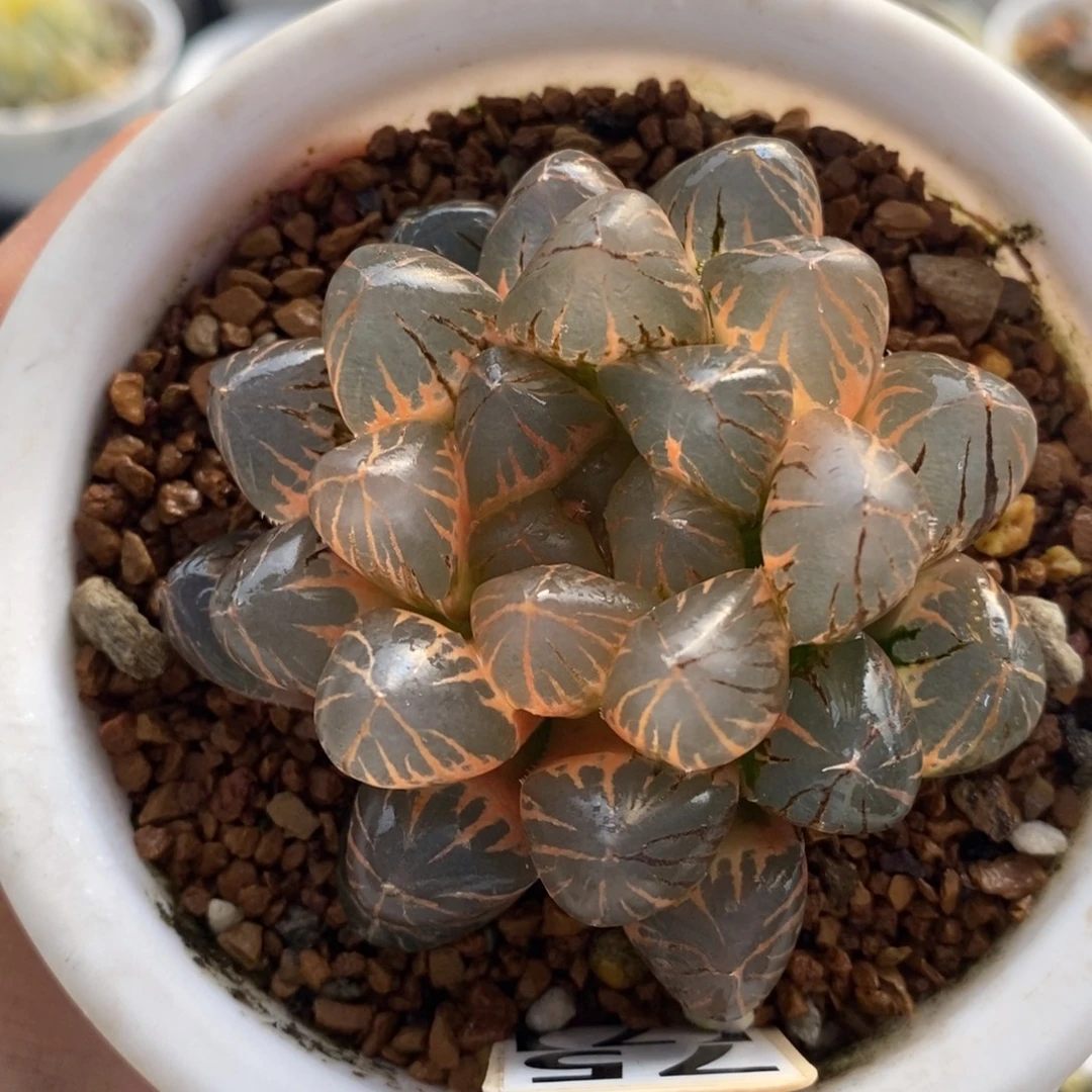 75龙爪十二卷多肉植物