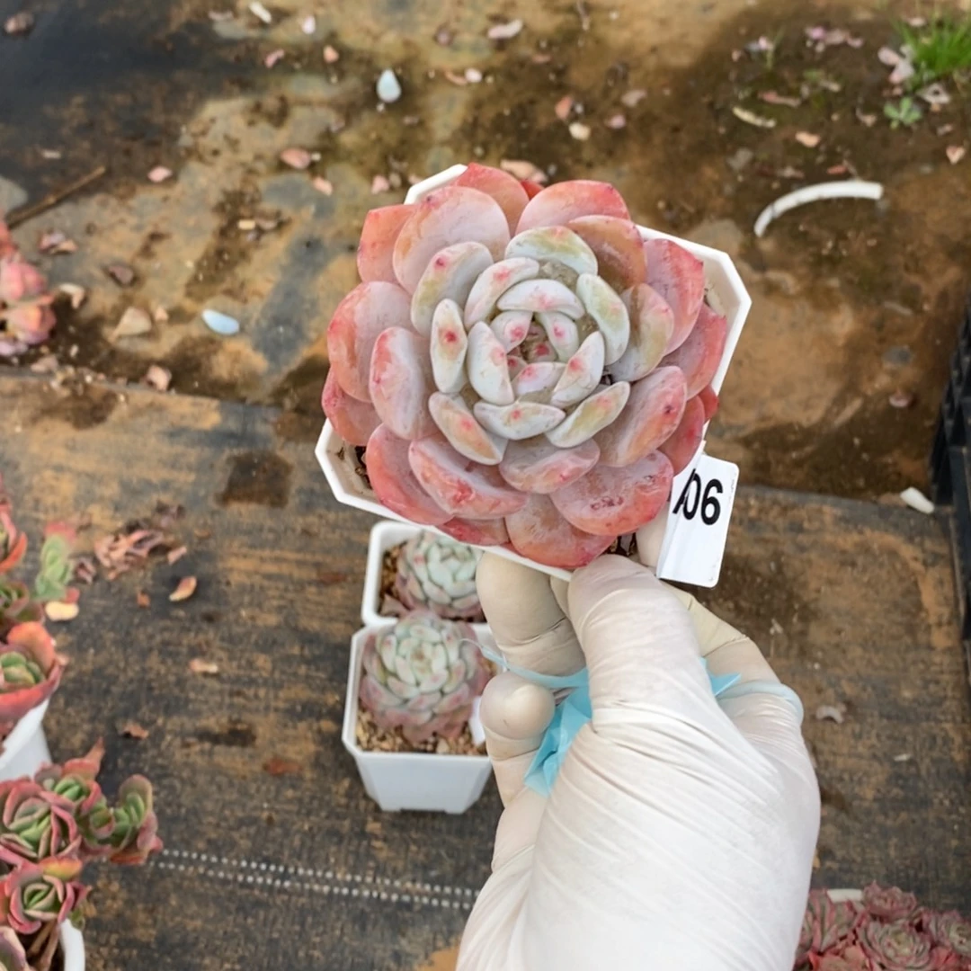 606橙梦露一物一拍