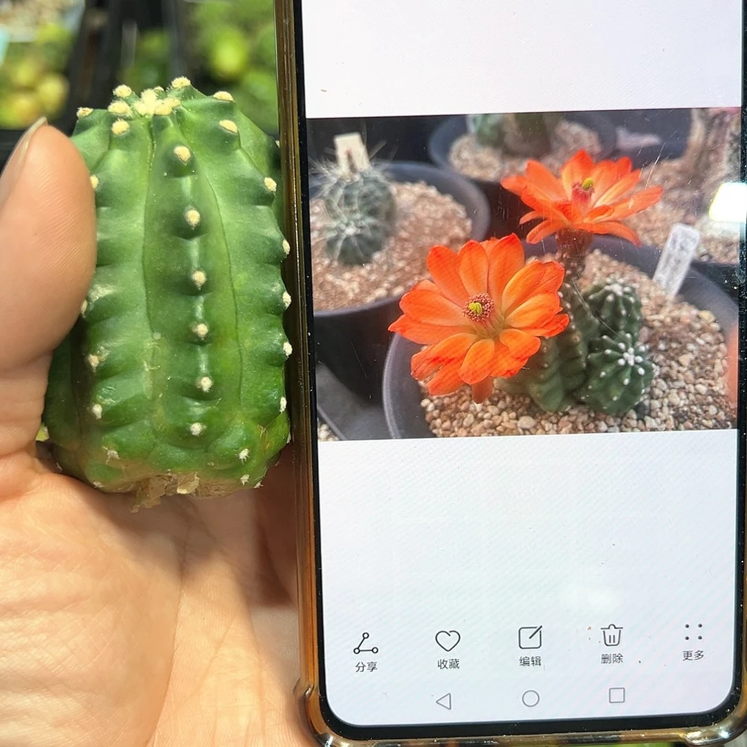 鬼见城侧芽一颗往事