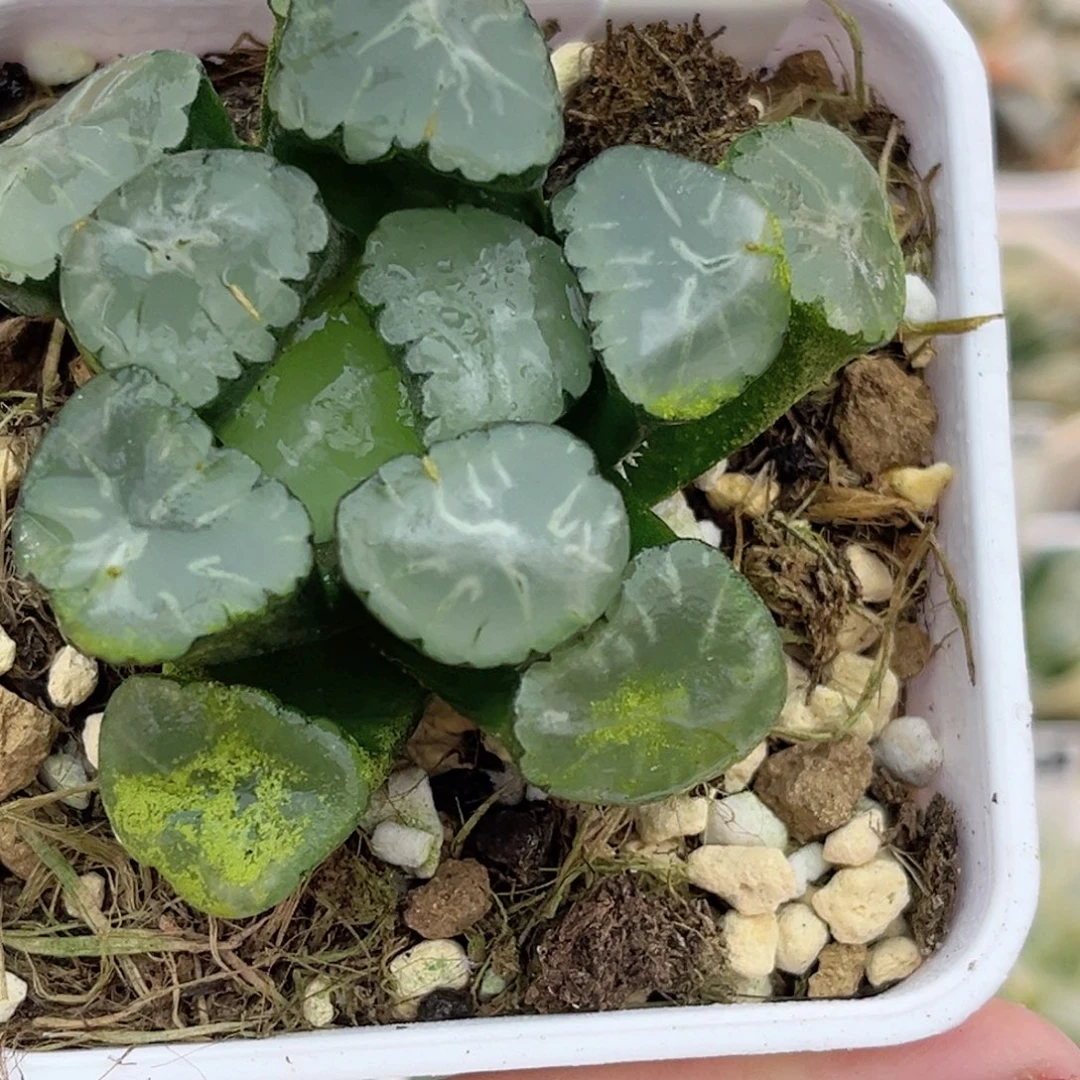 49蜃气楼万象（一边根不好介意勿拍）福利专场