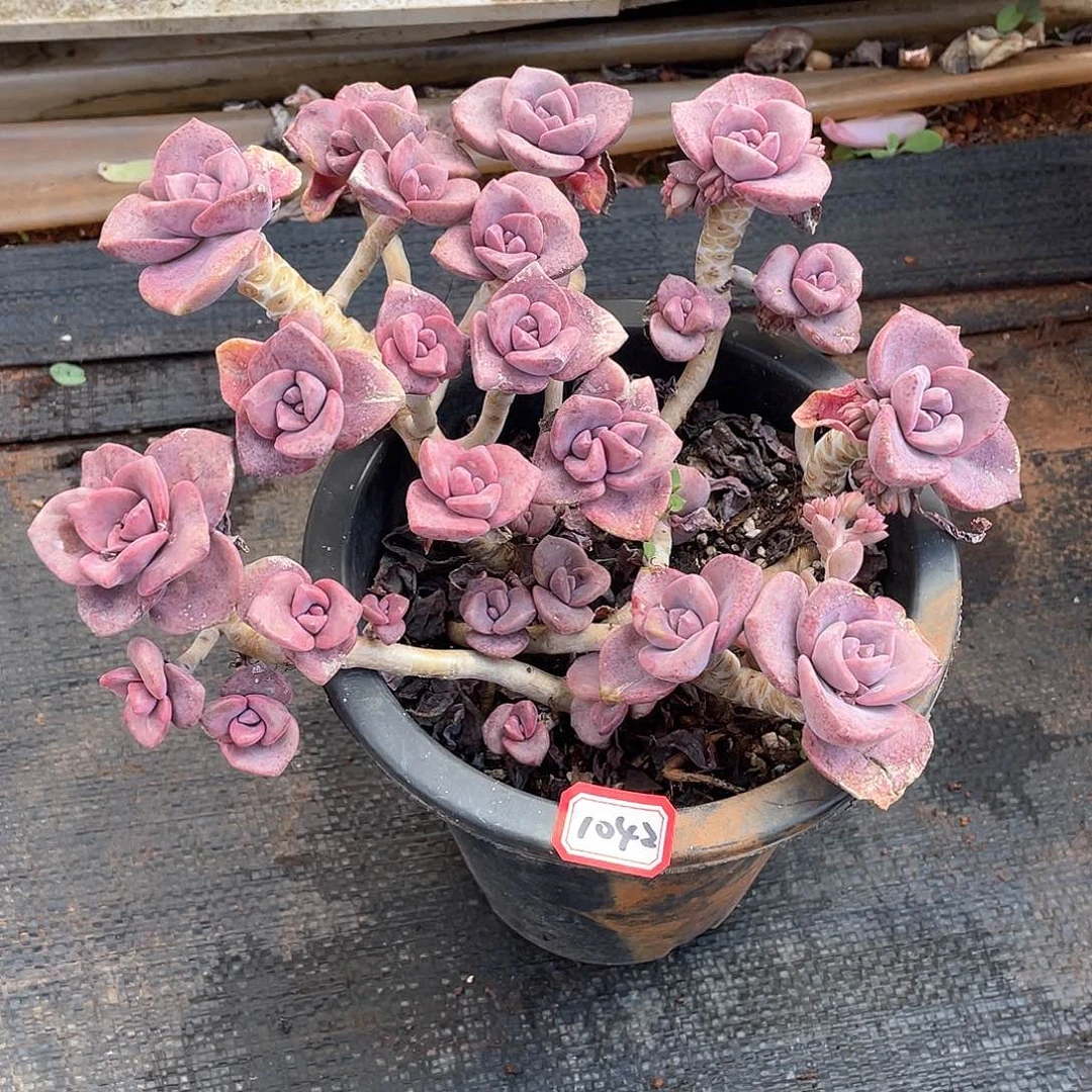 1042彩虹糖 一物一拍多肉