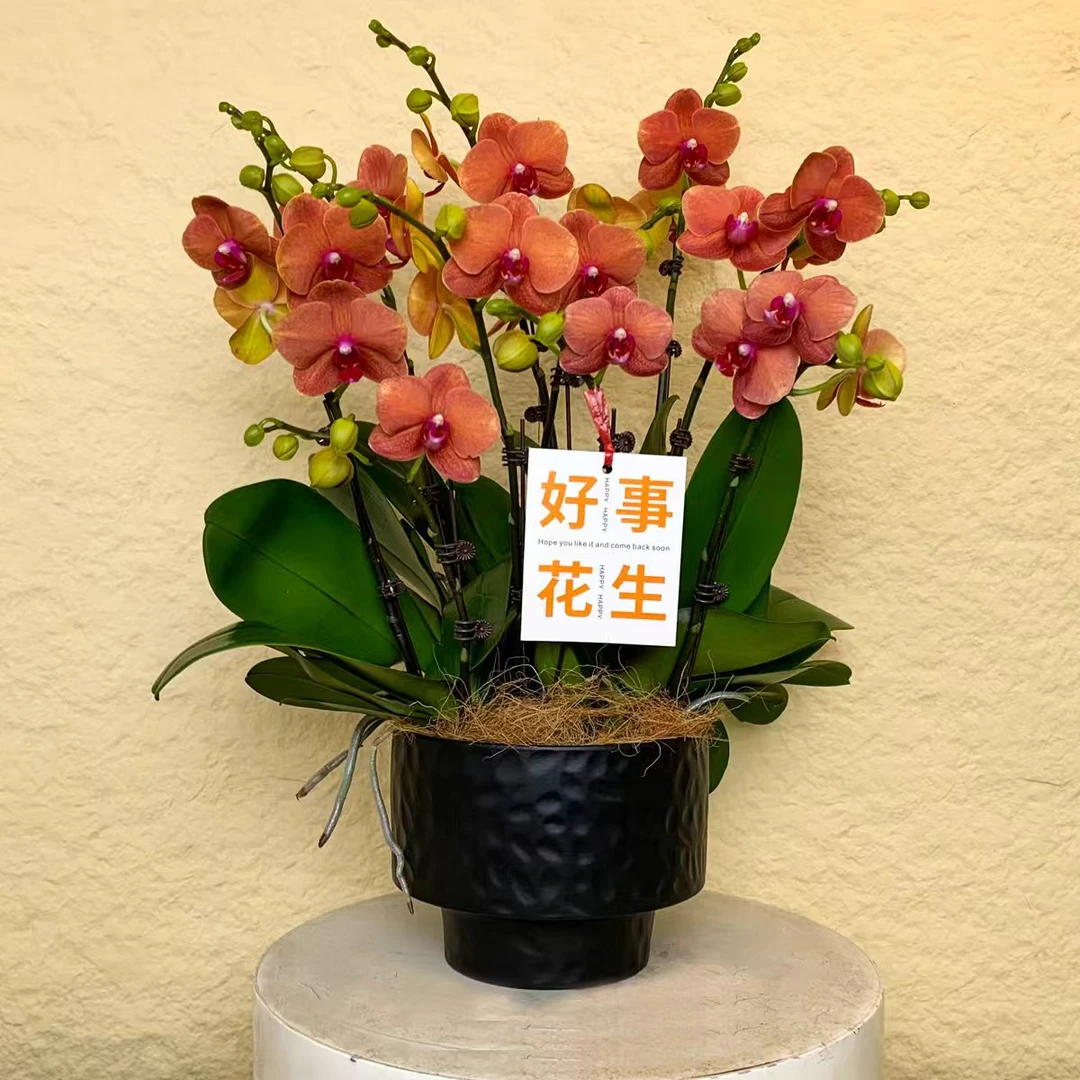 【金桔】欧洲鲜花蝴蝶兰 蜡质花 爱马仕橙色系 长花期 送礼佳品