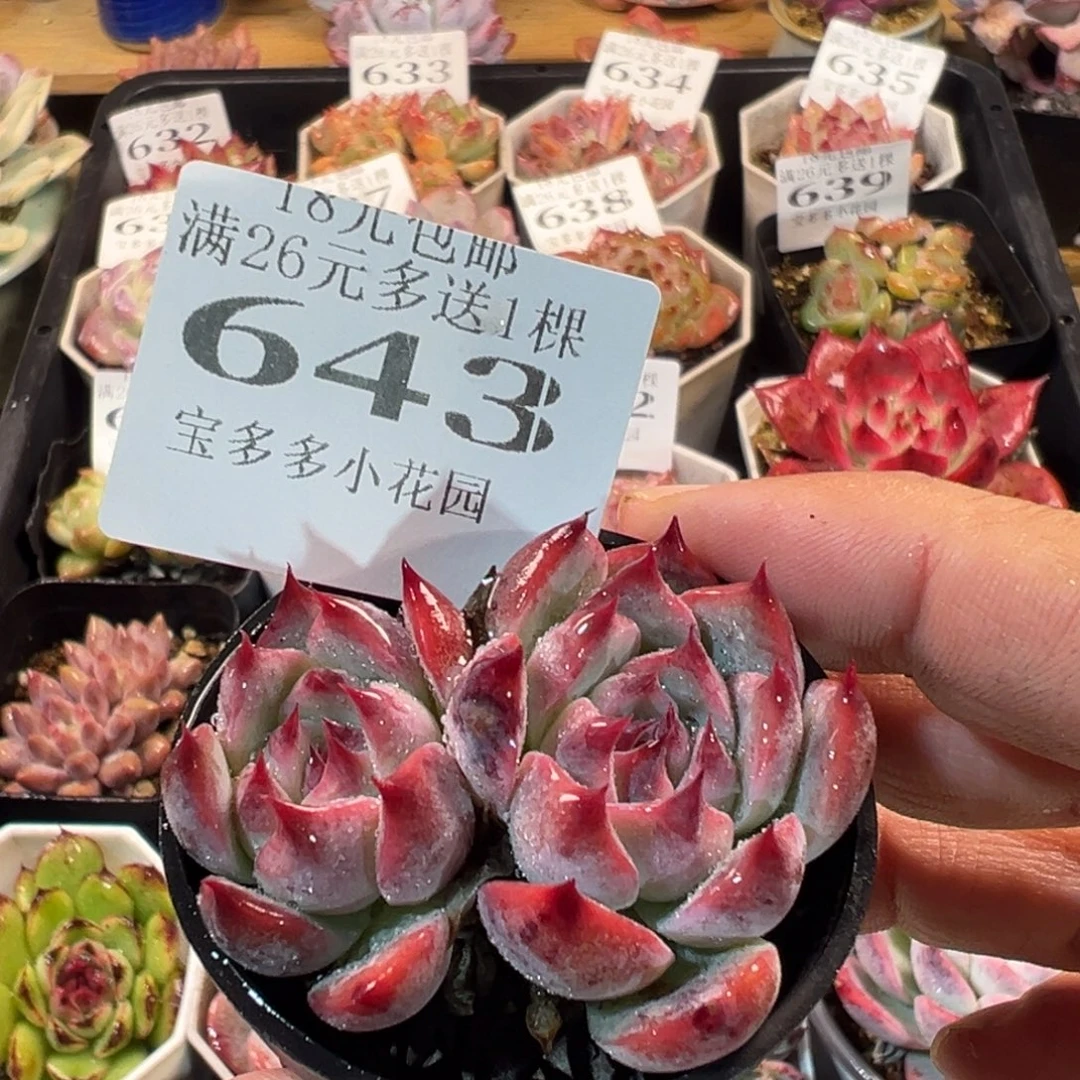 吉娃娃双头一物一拍多肉满18元包邮