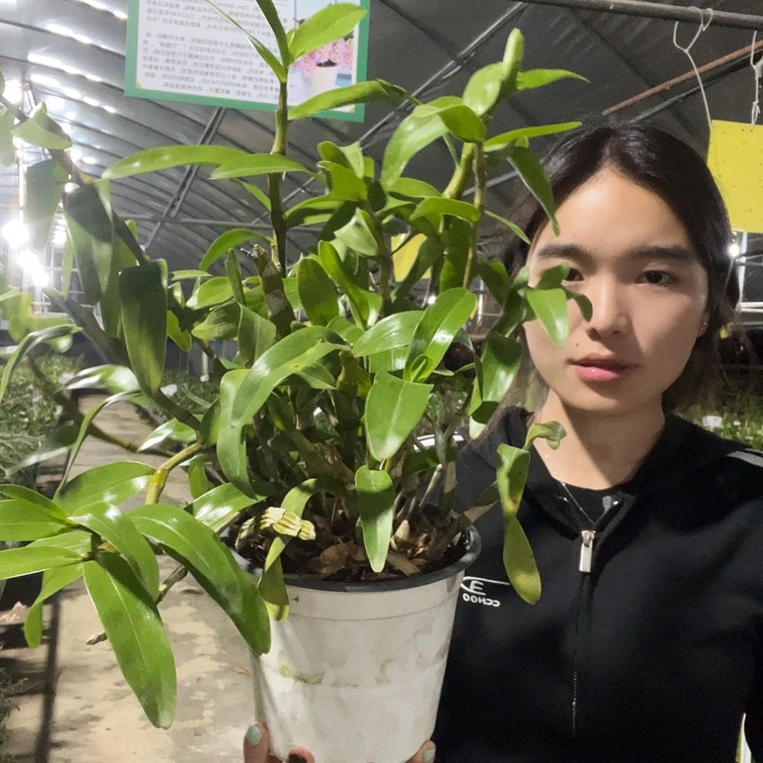 当前无花朵，栽培后可花朵1074七彩钮