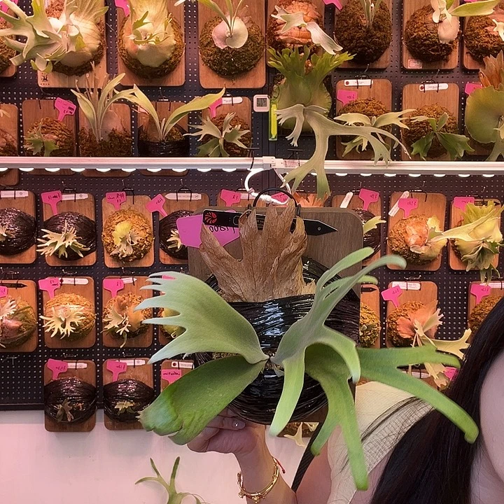 完全开放波哥苏丹特选黑牌