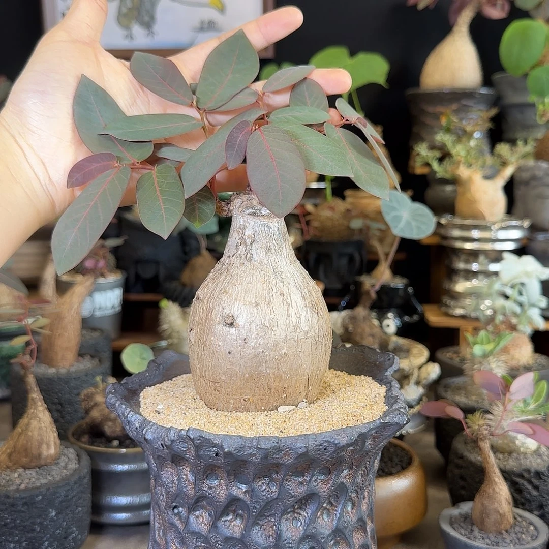 一物一拍奇异油柑