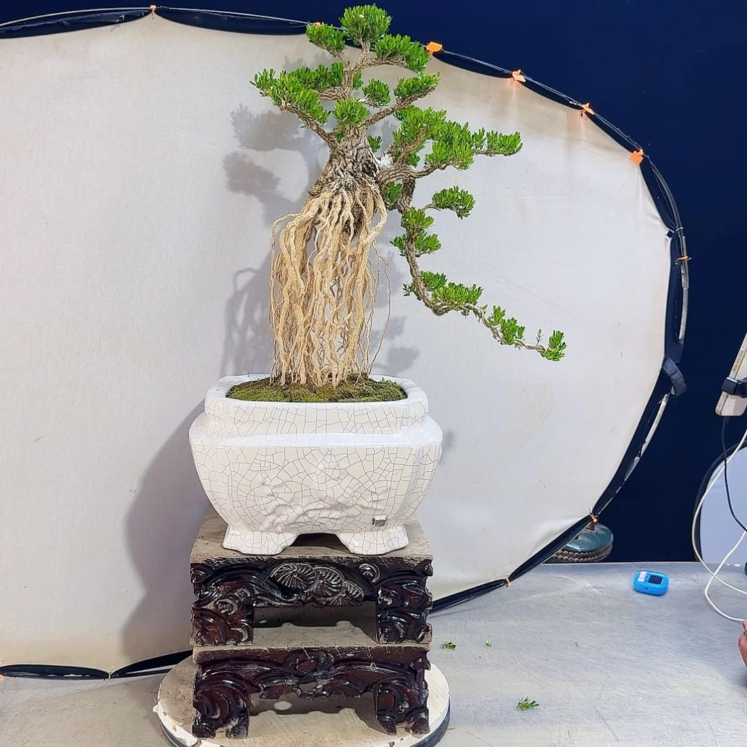 高端盆景艺术作品