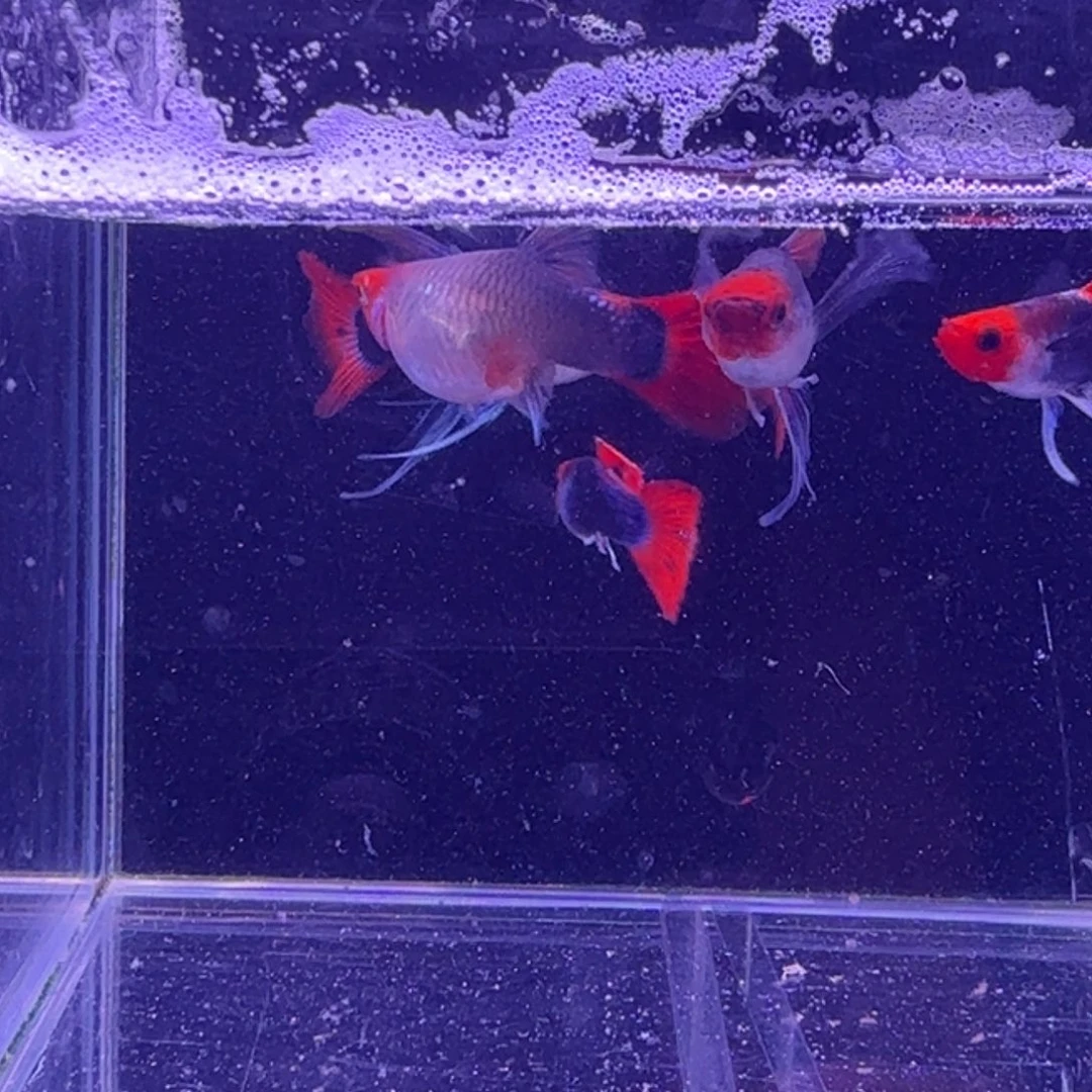 孔雀鱼深海蓝3母2公