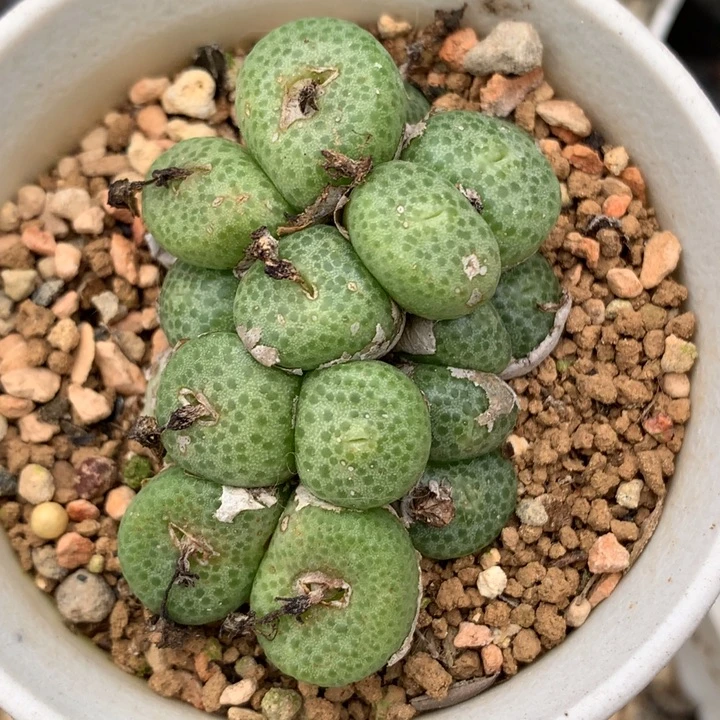 精品多肉植物园艺大型青团