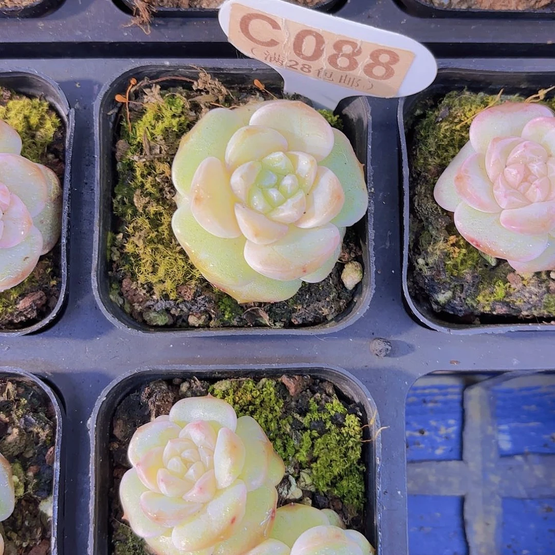 C088梦冰一物一拍
