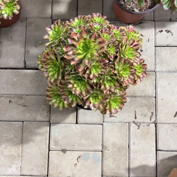 用***0韶华多肉植物花花