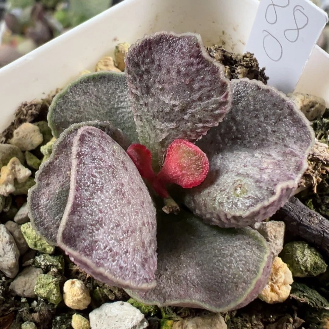 w芋泥色斑点款实生新品