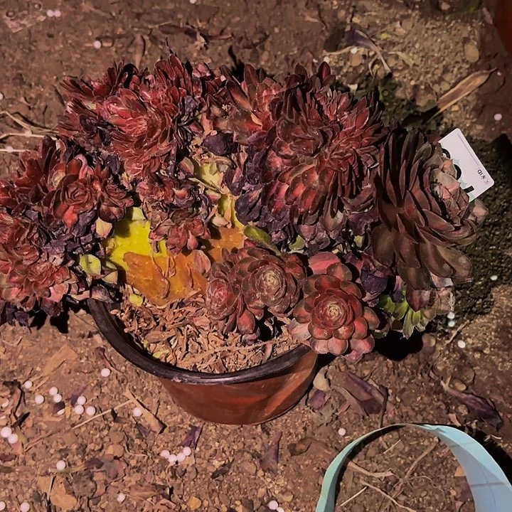 769海王七彩多肉植物不售后