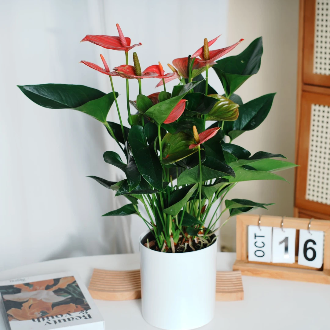 粉色粉掌盆栽带花大叶花卉室内家居绿植鸿运当头四季开花