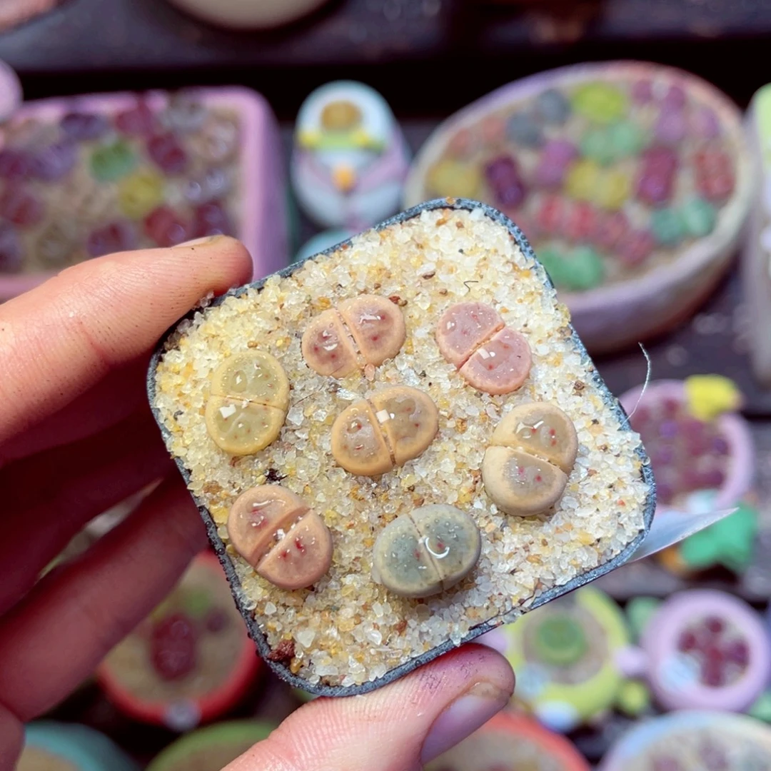 186生石花带盆发1